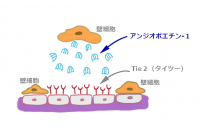 ゴースト血管簡単チェックと改善の仕組み|Tie2とアンジオポエチン