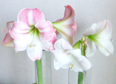 葉が８枚あれば花が咲く｜アマリリスの育て方～花が咲き終わった後の管理