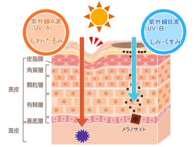 可視光線の説明図