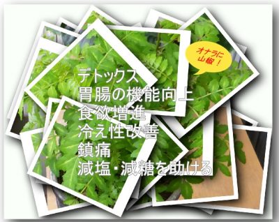 山椒に含まれる４つの栄養素と6つの効能｜効果的摂取のポイントとは