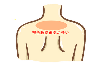 褐色脂肪細胞の多い部位のイラスト