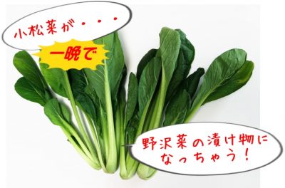 小松菜が一晩で野沢菜の漬け物に！「ためしてガッテン！」レシピ