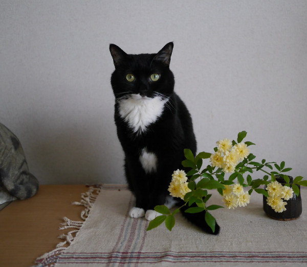 モッコウバラと猫の画像補正前