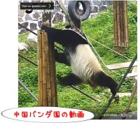 中国パンダ保護研究施設のパンダ動画見たさにツィートデビュー