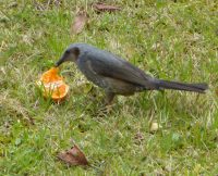 愉快な鳥の生態
