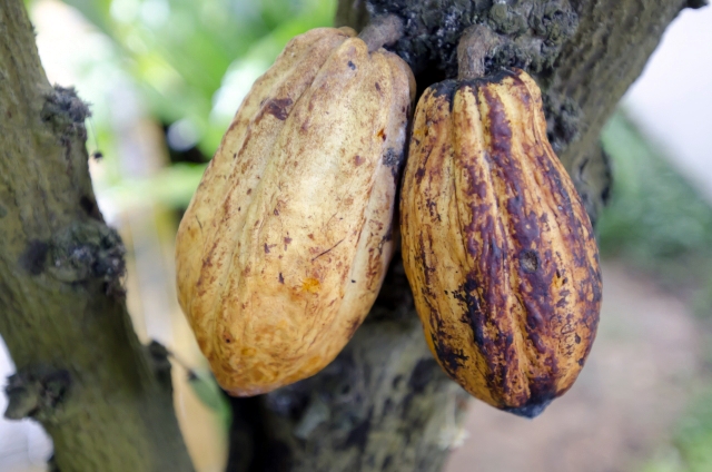 チョコレート・ココアの材料、カカオの栄養と健康効果