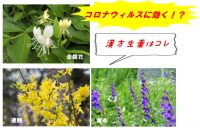 コロナウィルスに効く？漢方薬「双黄連」の生薬｜金銀花・黄芩・連翹