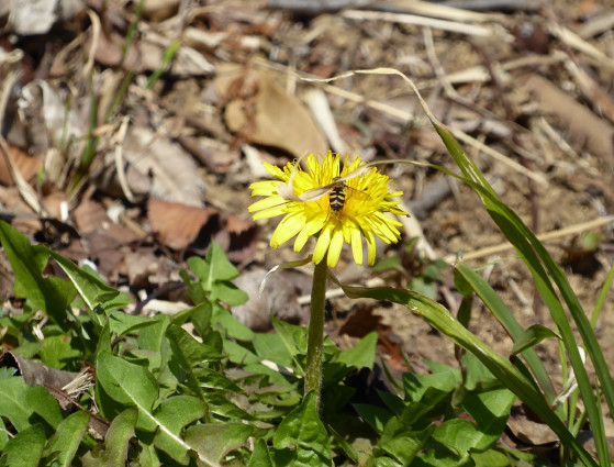 タンポポにハチ