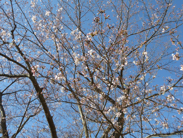咲き始めた庭の桜とさえずるヒヨドリたち