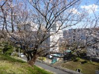 竹山団地開花宣言♪