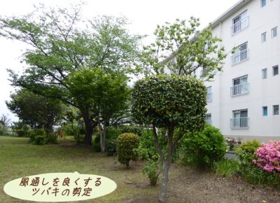 暇つぶしに最適な草むしり、剪定作業|椿の剪定のポイント