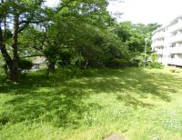 草刈前と後　すてきな雑草たち