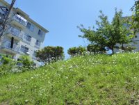 この虫、なぁんだ！？　