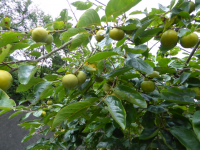 そこここに秋の気配も残暑厳しく