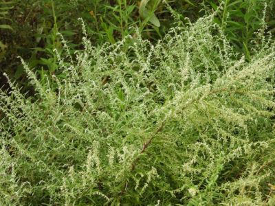 花粉アレルギーの真犯人はヨモギ！ザジテンAL点眼液で対応