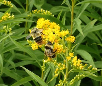 セイタカアワダチソウと蜂