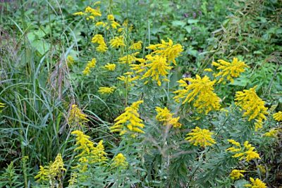 セイタカアワダチソウ の花粉アレルギーはブタクサと間違われたぬれぎぬ
