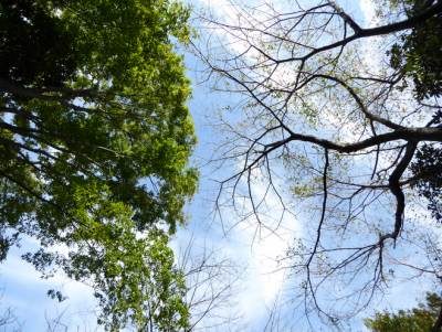 「おかげさま」は感謝するより享受する気持ち。
