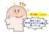 体のエネルギー源ブドウ糖(グルコース)の基礎知識|ロカボは危険!?