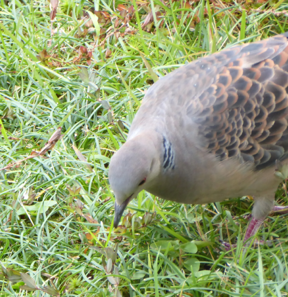 山鳩のごちそう