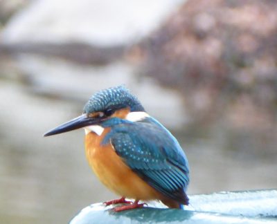 ずいぶん春めいてきました。桜も開花♪カワセミ撮れた～♪
