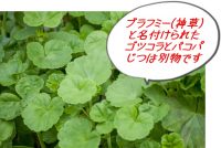 抗ストレス・脳機能を高める｜WHOが認めるブラフミー(別名ツボクサ・ゴツコラ)