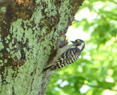 バイリンガルな小鳥たち｜「ダーウィンが来た」鳥語講座