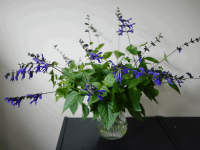 メドーセージ、正しくはサルビア・ガラニチカ