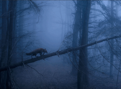 「ひとりで生まれてひとりで死ぬ」?ひとりで死ぬのはなかなか困難な現実