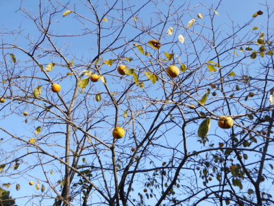 柿酢作り｜店頭の柿では作れないのよ