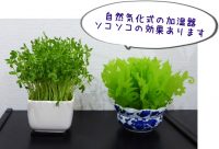 侮れない自然気化｜濡れタオル・おしゃれなグッズで加湿対策