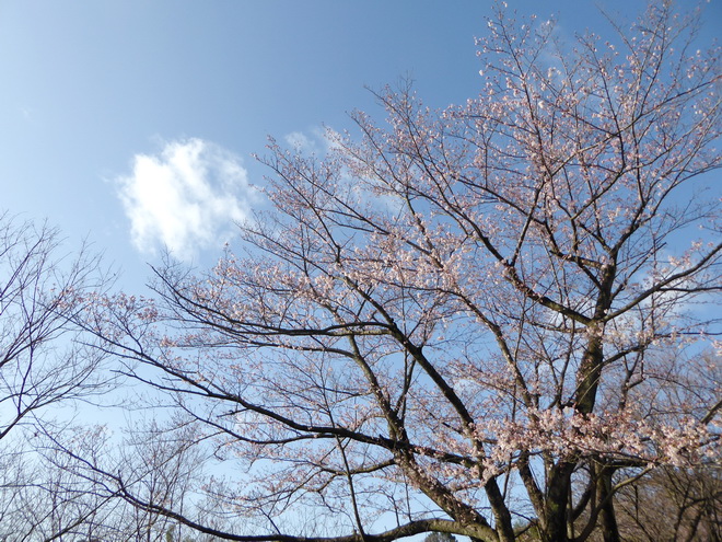 開花♪朝日に匂う桜花