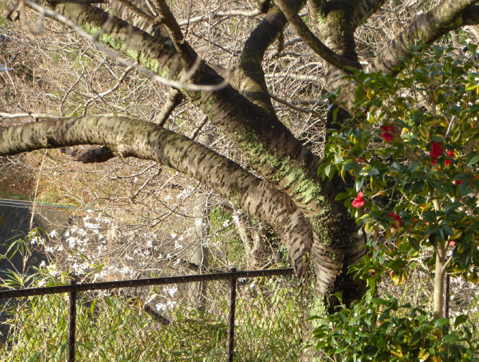 こぶし眩し　ぬくぬくと　眺めおり｜プレバト俳句にトライ