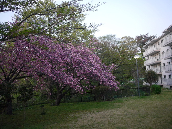 竹山団地の八重桜