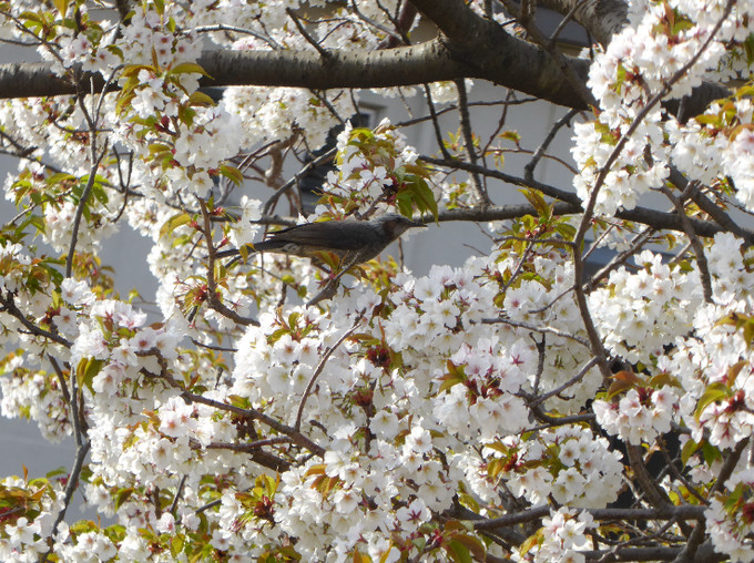満開の桜ではしゃぐ鳥たちのにぎやかなさえずり