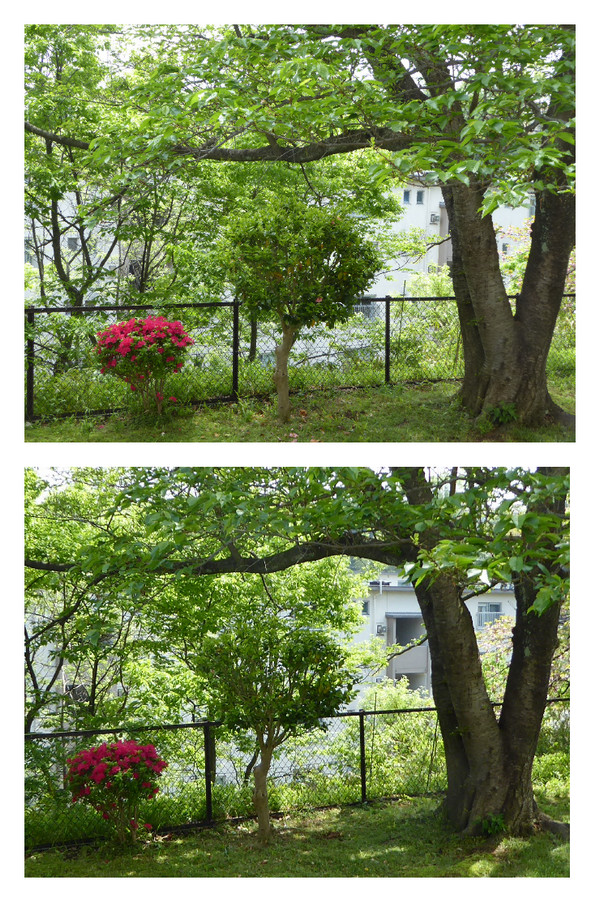椿の剪定前と後の比較