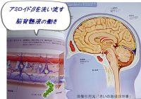 脳の保護だけじゃない、認知症にも関係する脳脊髄液の働き