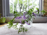 花の名前に不似合いすぎる花言葉|ナヨクサフジ