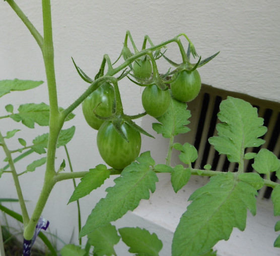 シシリアンルージュ