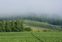 既に立秋は過ぎ、蒙霧升降(ふかききりまとう)今日この頃