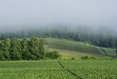 既に立秋は過ぎ、蒙霧升降(ふかききりまとう)今日この頃