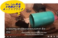 英語YouTube動画に翻訳字幕を入れるやり方