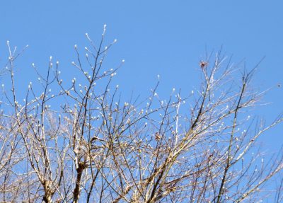 三寒四温｜俳句もどき