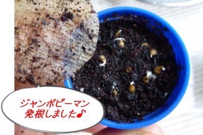 種まき、苗作りにトライ|ジャンボピーマン、トマトの再生が発根♪