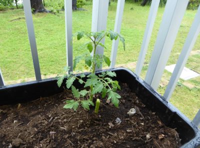 なかなか進まないベランダ菜園｜カラスに苺食われた
