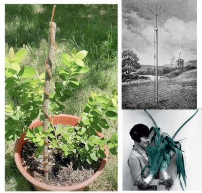 隠蔽されてきたエレクトロカルチャー（電子栽培）をやってみる