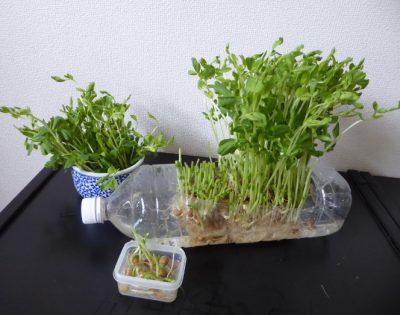 豆苗の再生栽培