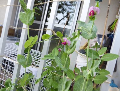 豆苗の再生栽培、実りました｜放ったらかしでコスパ最強