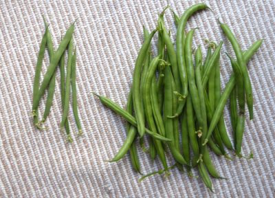 いんげん収穫♪強烈な夏至のシューマン共振