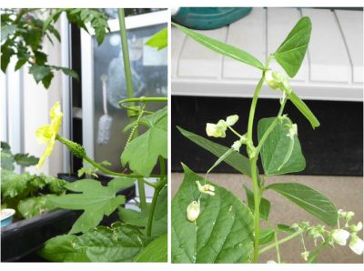 いんげんに実が！キュウリの実が！一喜一憂のプランター栽培